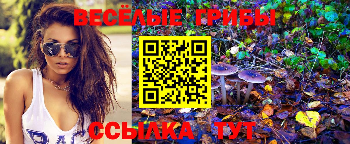 Камышлов  Псилоцибиновые грибы Psilocybe  Вход с VPN 
